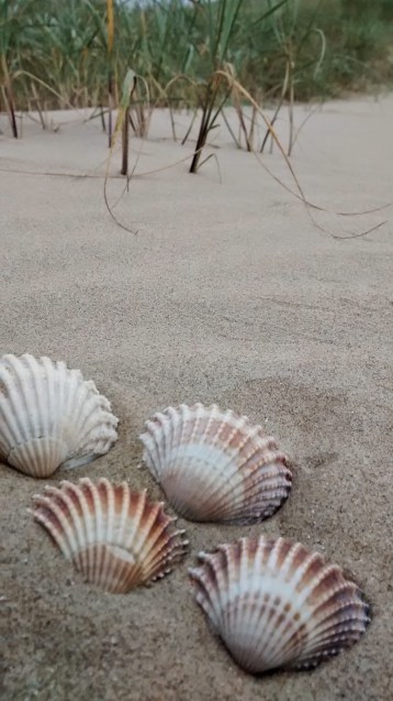 Camber Sands, Rye, Sussex