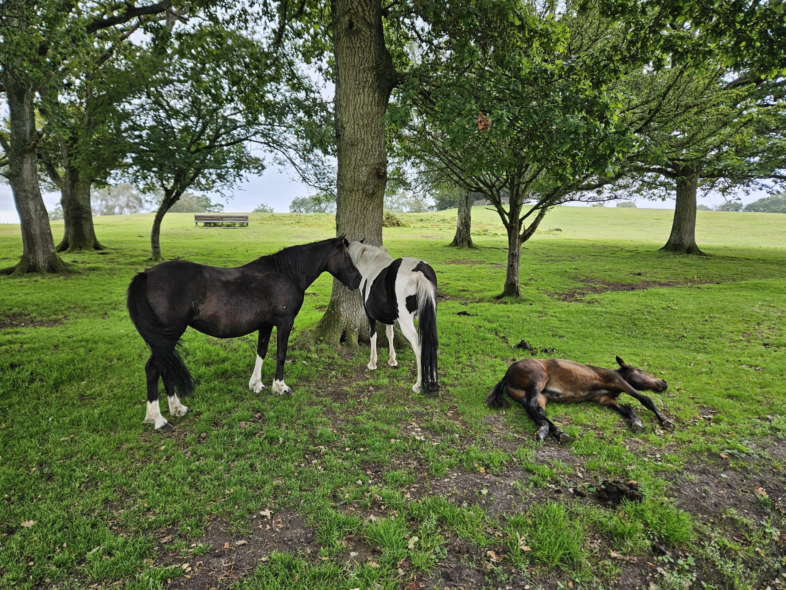 Three new Forest ponies underneath a tree