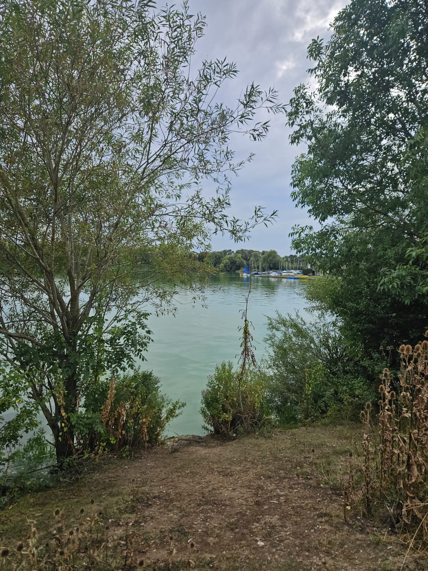 View of a lake through trees