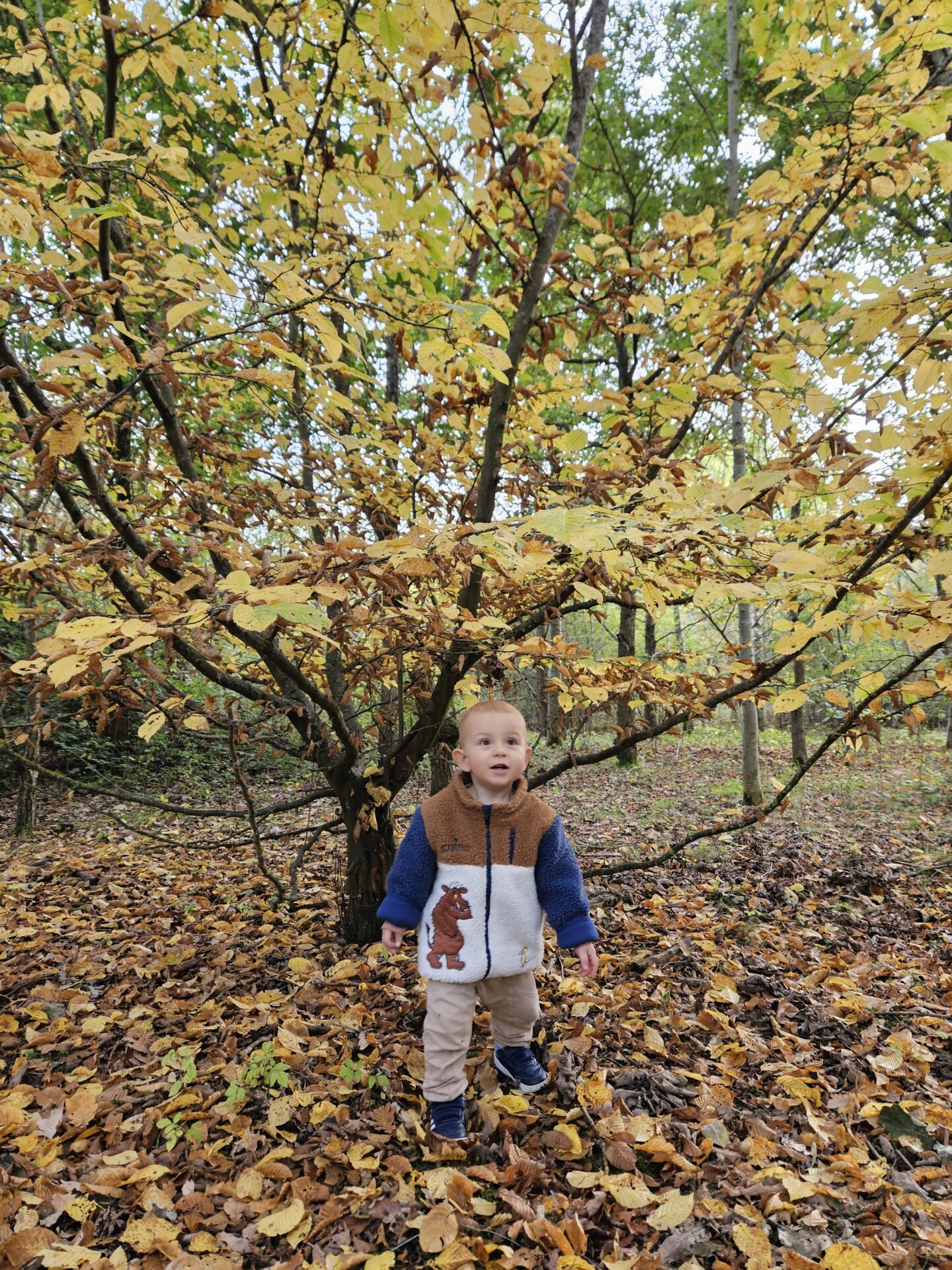 Little boy in a fluffy Gruffalo coat stands underneath a tree with brown, yellow and orange autumn leaves 