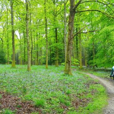 Camping and mountain biking in the Forest of Dean